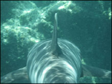 The backview of a white tip shark, showing some curiosity towards us.