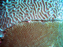 two brain corals