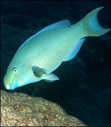 A queen parrotfish uses its sharp, beak-like teeth 
to graze on algae.  In the process, the parrotfish also crunches up 
coral skeletons, which creates sand around the reef.