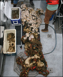 Mass of entangled fishing gear covered in a diversity of invertebrates that was removed from the deep waters of Cordell Bank.