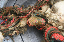 Multiple types of fishing gear entangled together and covered with a variety of invertebrates, including cup corals, sponges, large barnacles, brittle stars and anemones.
