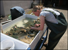 Pieces of fishing gear with marine invertebrates were sorted in seawater tanks and representative animals were photographed and preserved.