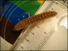 Scale worm collected from derelict fishing gear on Cordell Bank that was preserved for identification.