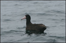 Endangered Short-tailed Albatross sitting on water