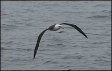 Laysan Albatross soaring over the water of Cordell Bank NMS