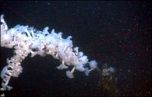 Gill net covered in white-plumed anemones