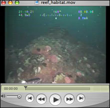 ROV gets up close video footage of invertebrates on Cordell Bank. Strawberry anemones, a feeding barnacle, nipple sponge, and hydrocoral are featured close up