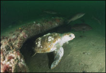 Female Loggerhead Sea turtle.