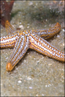 Seastar which is common in the waters off Southeast Georgia