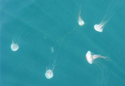 sea nettle jelly