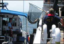 R/V Joe Ferguson along side the NOAA ship Nancy Foster to deliver a recently caught fish.
