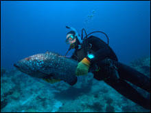 Jon Dale releases Hawaiian grouper after implantation of acoustic monitoring tag.