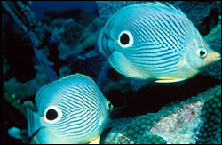 The four-eye butterflyfish is one of hundreds of fish species which inhabit the reef environment of the Florida Keys.
