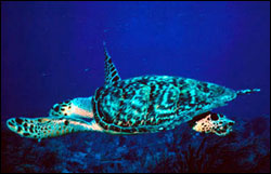 The hawksbill turtle, an endangered species, can occasionally be seen on the reefs of the Keys resting or feeding on sponges and jellyfish.