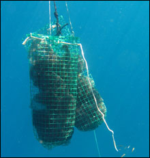 Fish settlement traps attract juvenile fish seeking shelter.  Large mesh bags ( inch squares) filled with smaller window-screen mesh.