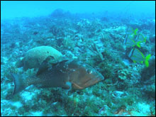 Red grouper have been attracted to the activities of our divers.