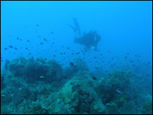 Wrasses and damselfishes are pictured with Brian Degan over the reef.