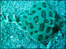 The lesser electric ray diet includes worms, snake eels, and small crustaceans.