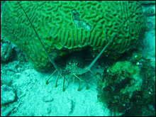 A spiny lobster peers out from under coral head.