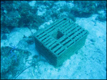 This derelict lobster trap has lost the surface float used to show its location for retrieval.