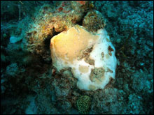 A portion of this bleached starlet coral (Siderastrea) retains some symbiotic algae, indicated by pale yellow areas.