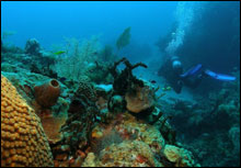 A diver collects data along the base of the reef.