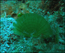 Green alga Udotea flabelum anchored in sand plain.  