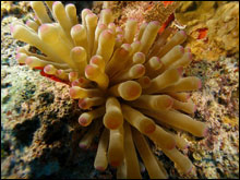 Close up of pink-tipped anemone.  