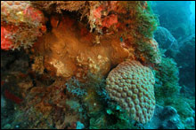 Underwater camera lighting reveals colors of seaweeds and invertebrates.