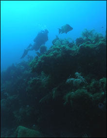 Diver silhouetted over the reef.