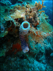 sponges and corals