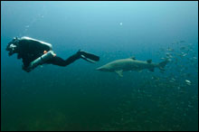 Sand Tiger shark curiously follows the NOAA diver. (NOAA) 
