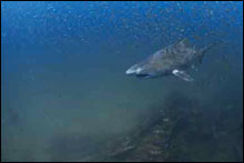 Sand Tiger shark curiously follows the NOAA diver. (NOAA) 