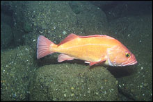 A yelloweye rockfish in a boulder habitat at 100 meters depth.