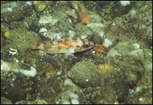 A juvenile rockfish rests in the rubble with squat lobsters, sponges, and a partially hidden brittlestar.