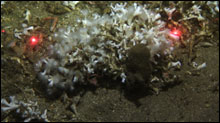 A colony of Lophelia pertusa in 350m of water on the Piggy Bank in southern California. The two red laser dots are 20 cm apart.