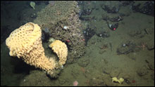 Two living tan goblet sponges (Heterochone calyx) next to a dead one with brittle stars and tunicates at 500 m at the southeast side of Piggy Bank (on the tail of the pig) off southern California.