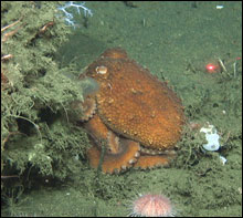 An octopus next to a goblet sponge with a fragile urchin in the foreground in about 500 m on the Piggy Bank.