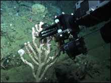 ROV manipulator arm collecting a small piece of peppermint coral (Paragorgia sp.) to be used for species identification and molecular analysis.  There is small anemone attached to the end of the left branch (about 450 m on the east side of Piggy Bank).