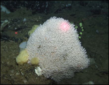 A densely branching primnoid, one of the more common families of deep sea corals.

