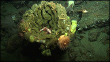 Splitnose rockfish (Sebastes diploproa) in a goblet sponge, which is habitat for other organisms including anemones, brittle stars, sponges, and crabs.