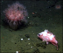 Rockfish next to coral, Anthomastus ritteri