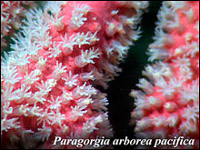 Dreaming of corals, an image of Paragoria from the 2008 deep 
sea coral cruise