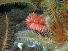 deep sea coral. 