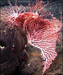 deep sea coral. 