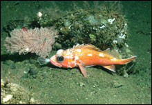 Rockfish digests his lunch next to a Primnoid coral