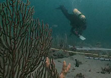 underwater habitat characterization 