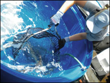 Removing a fish from its tank to be returned to the sea.
 
