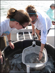 Karin Paquin (UGA Marex Assistant Curator) and Lindsay Bertch (Savannah State University) check the bait caught aboard the R/V Sea Dawg.  The Sea Dawg is the University of Georgia Marine Education Center and Aquariums education, research and collection vessel.  A team of volunteers from the Marine Education Center & Aquarium will be capturing bait before and during the mission. (credit: Sarah Fangman).