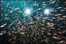 Thick schools of juvenile rockfish above Cordell Bank
Credit: Greg McFall/CBNMS/NOAA